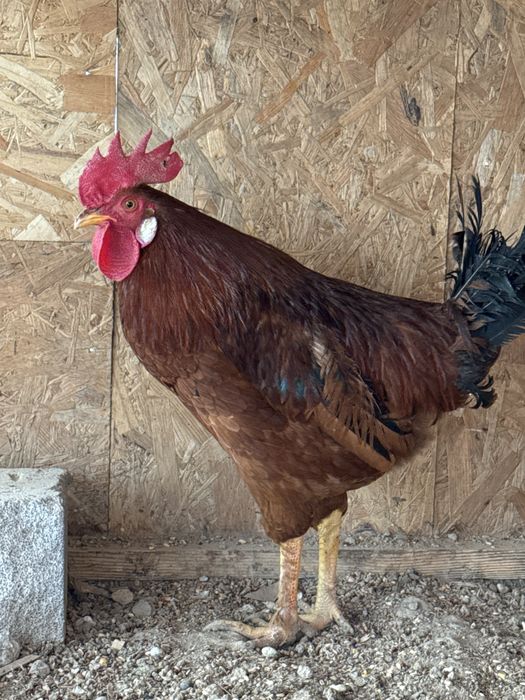 Хорозла сотилади