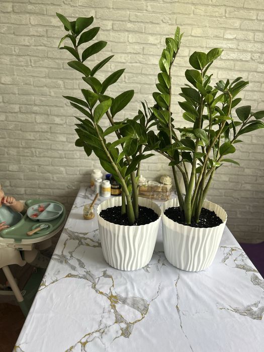 Замиокулькас (долларовое дерево)  10.000т