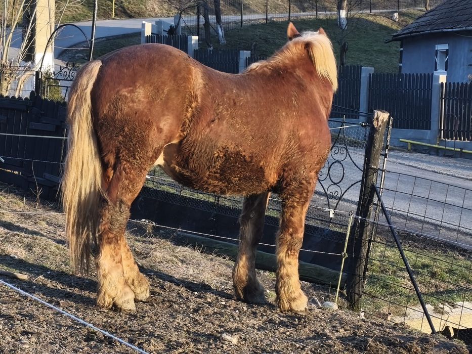 De vanzare mânz 1 an si 8 luni