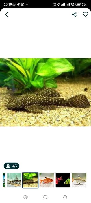 Продам аквариумных рыбок