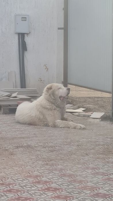 Белый Алабай ,вязка