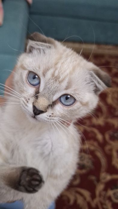 (Scottish Fold) Mushuk Sotiladi.