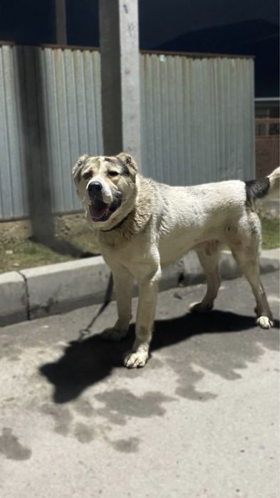 Алабай.Тобет.Боец.Ит.Қазақы тобет