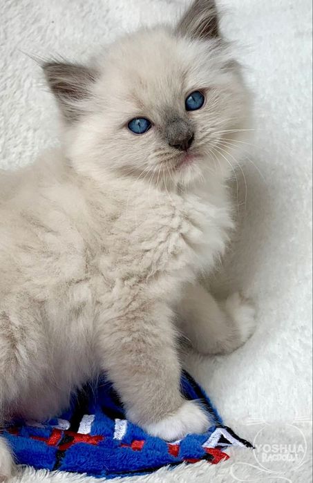 Ragdoll băiețel frumos