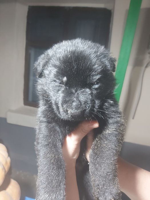 Продаются чистокровные щенки немецкой овчарки.