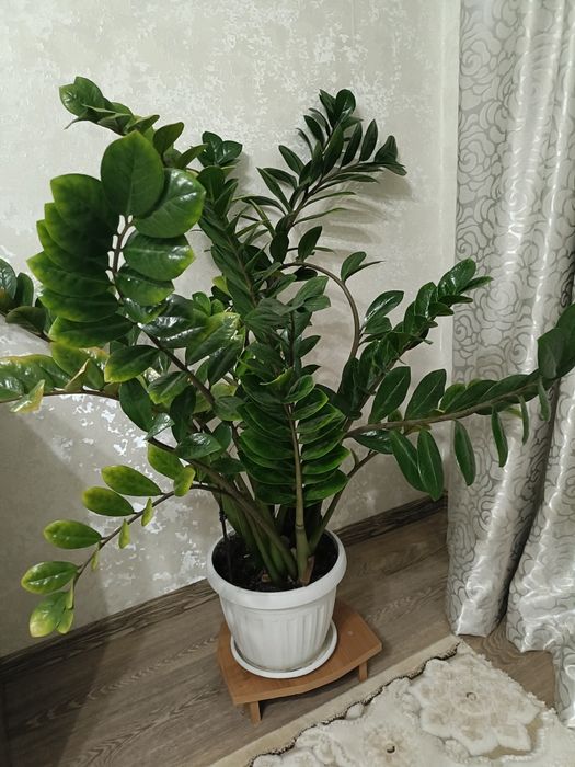 Комнатные домашние цветы