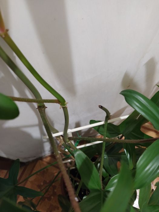 Филодендрон Флорида на опоре