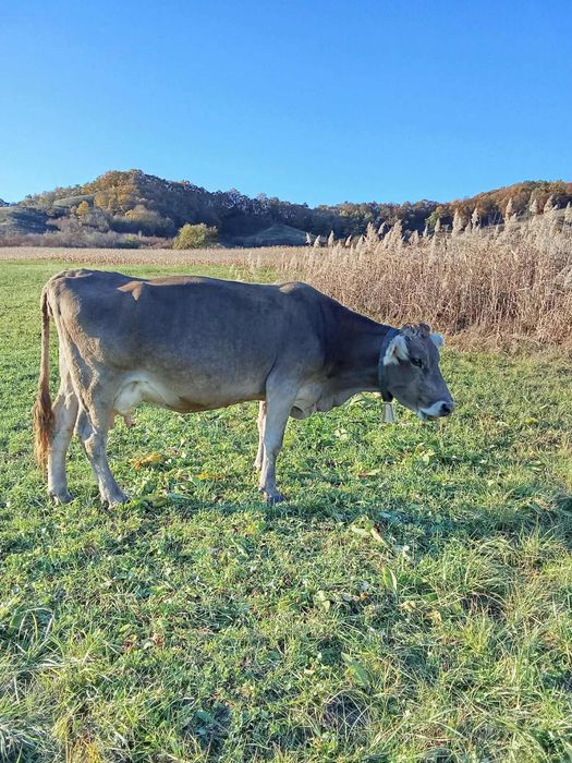 Vand vaca genstata in 2 luni