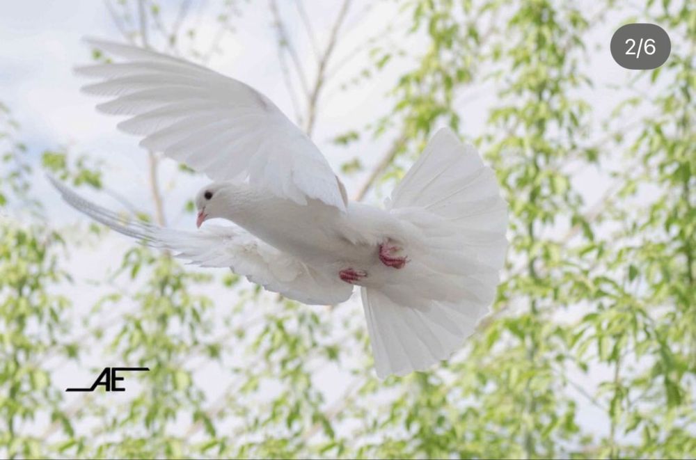 Продам домашних голубей