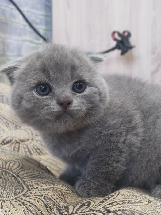 Шотландский мальчик