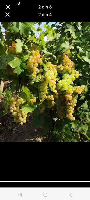 Vând struguri de vin cu transport la domiciliu an toată țara