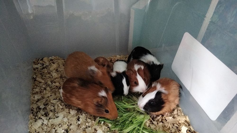 Маски свинки на продажу