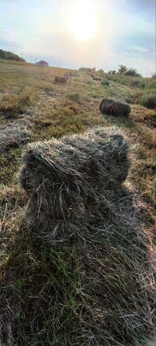 Продам сено зелёное