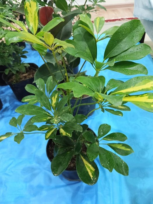 Домашние светы на продаж