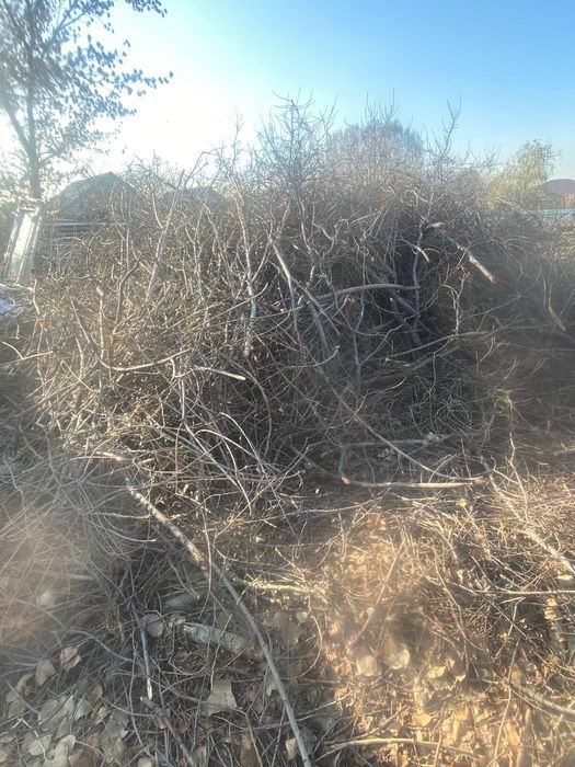 Дрова алматы срочно