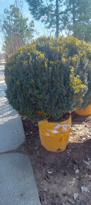 Barcha turdagi manzara va mevali