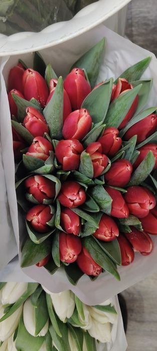 Тюльпаны оптом по очень 450 тг