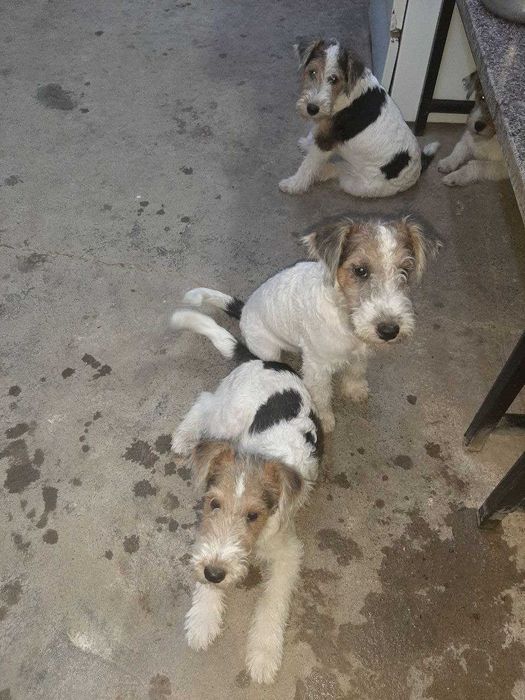 Продаются щенки фокстерьера