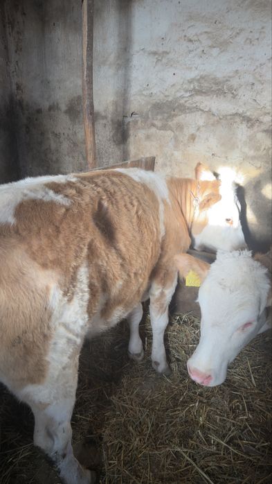 Vâdnd 2 vițele….