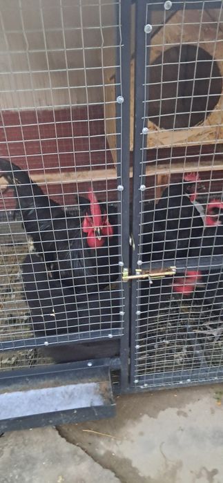 Кора шахзода кизикганла товуклари бор тухумда