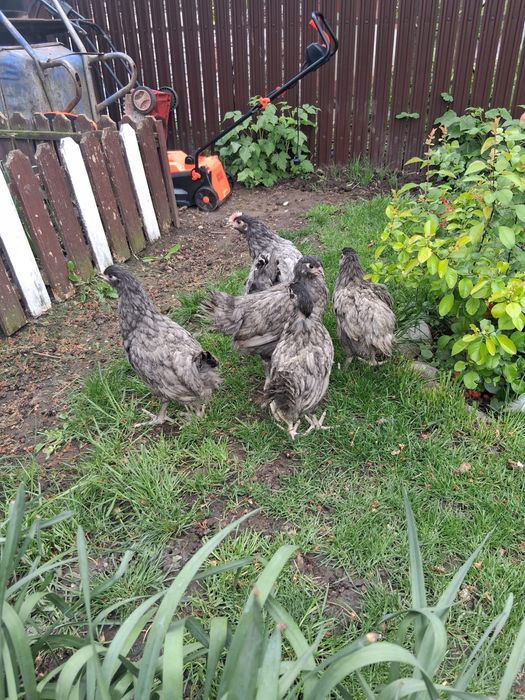 Matase japoneza/rate+1 ratoi/Porumbei/Pui Australop, Araucana, Brahma