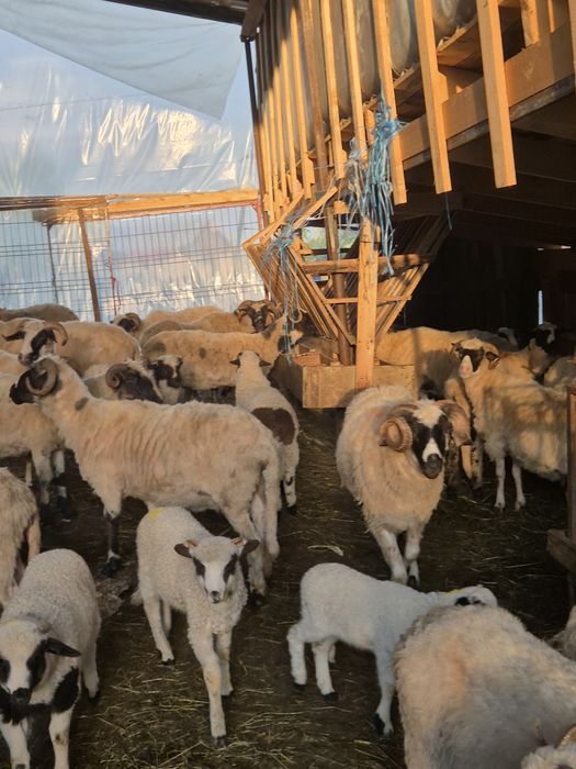 Vand 25 de oi breze  detalii la telefon