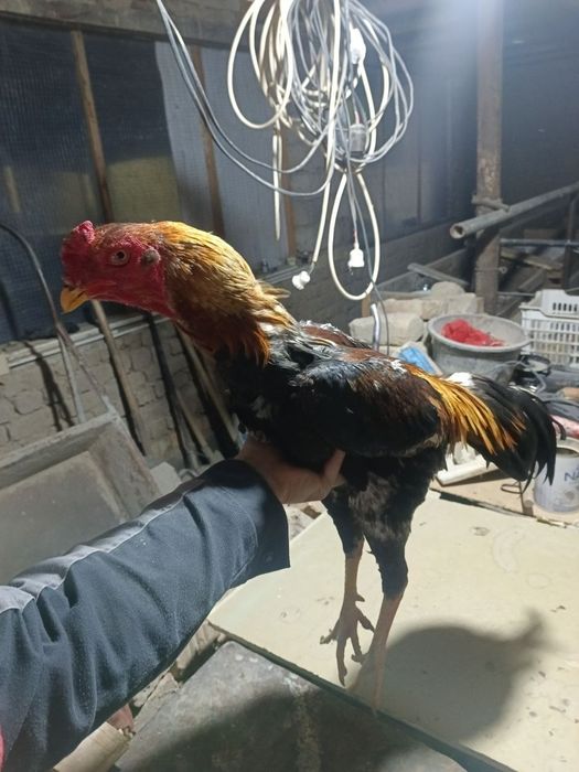 Dakan xoroz sotiladi