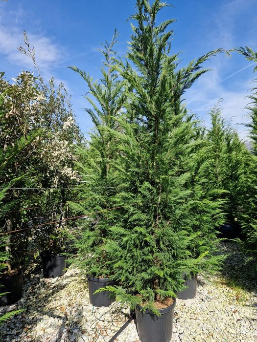 Leylandy verde. și leylandy gold.  calitate extra