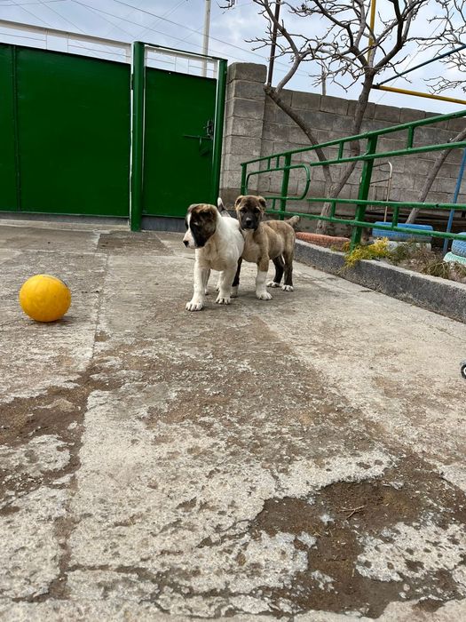 Алабай кангал смешка