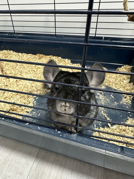 Vand Chinchilla + Cusca echipata