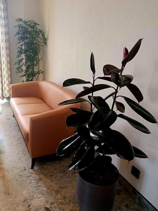 Офисные растения цветы