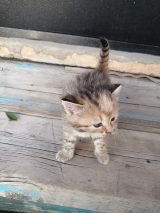 Отдам котят в добрые руки