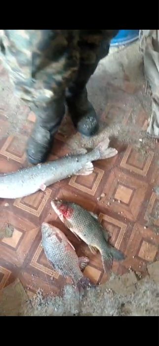 Свежая рыба.   .