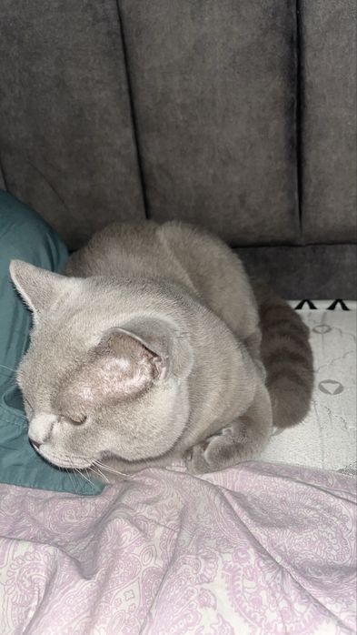 Отдам кота в хорошие руки