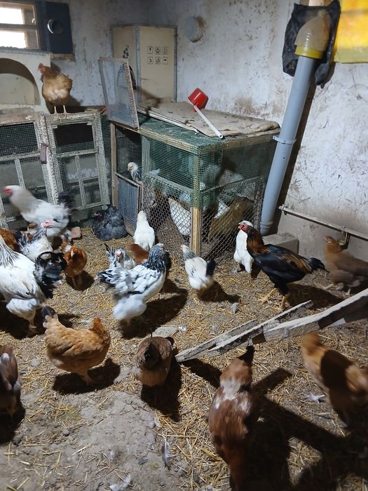 Хонаки товуклар сотилади