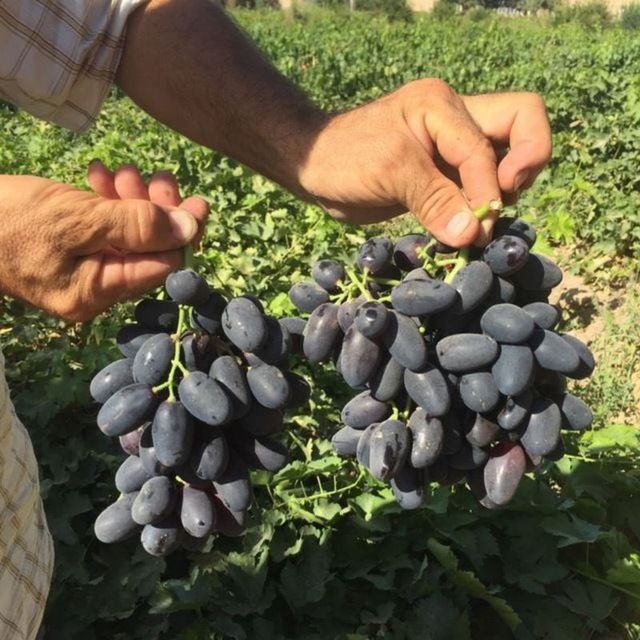 Shreder agro intinciv kuchatlar