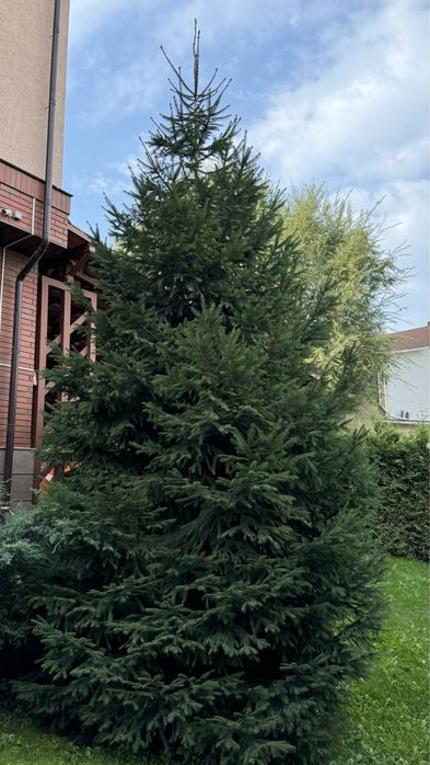Ель пушистая 7 м