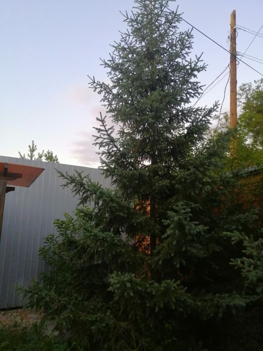 Продам ели, срочно