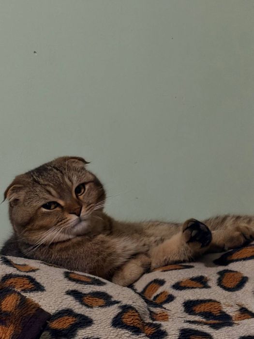 вислоухий шиншилла