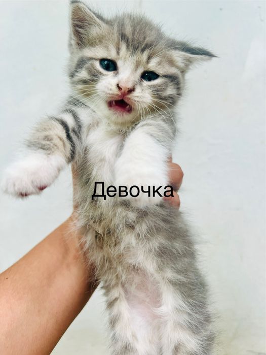 Продается котята