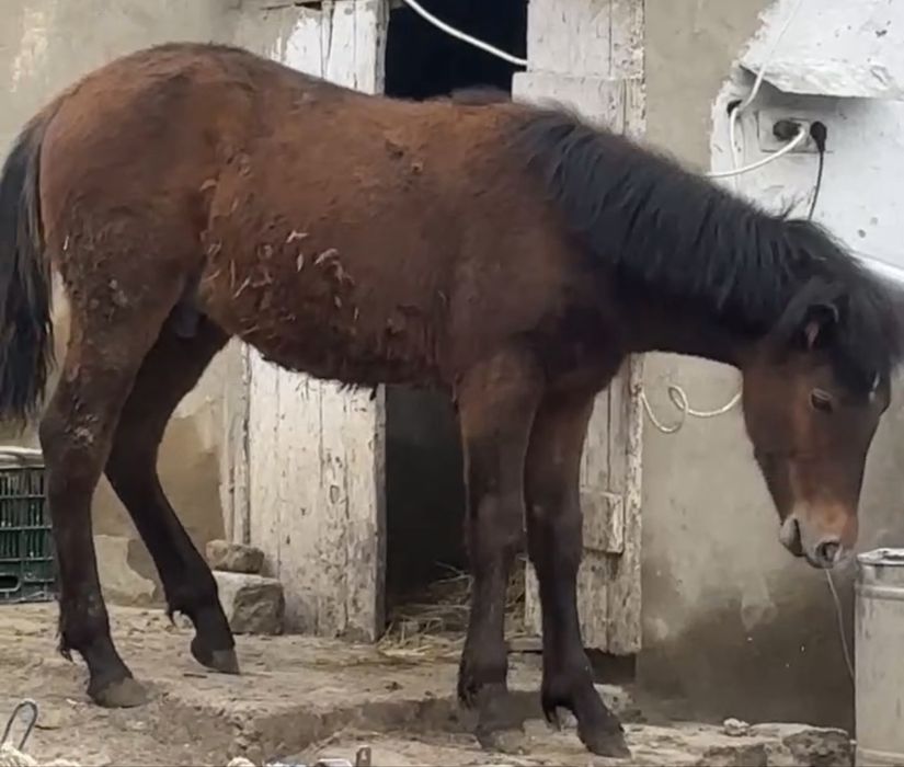 Vand cai, 3 la numar, o iapa, un armasar si un manz de 7 luni.