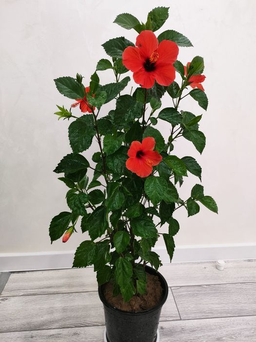 Комнатные цветы, доставка