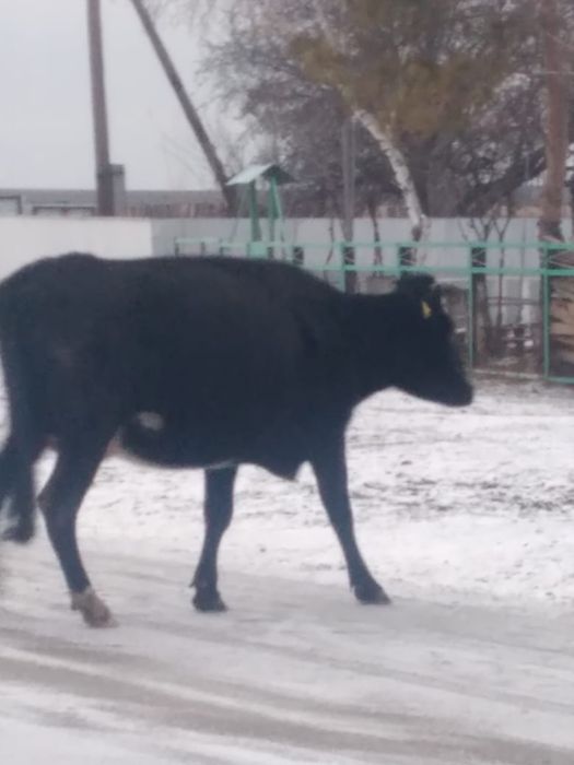Продаются коровы