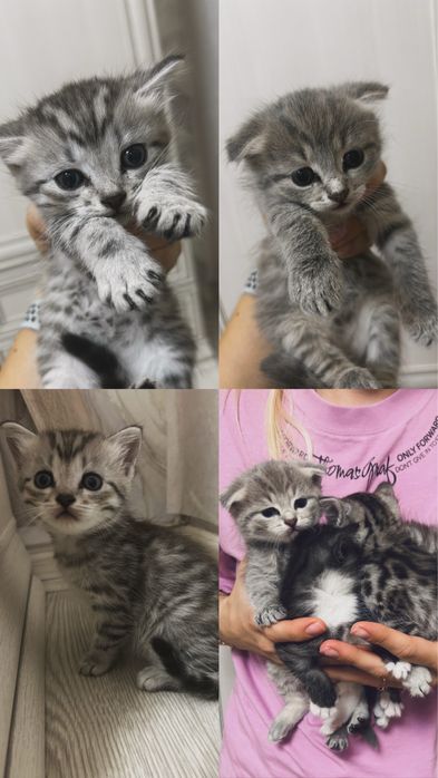 Продаются котята