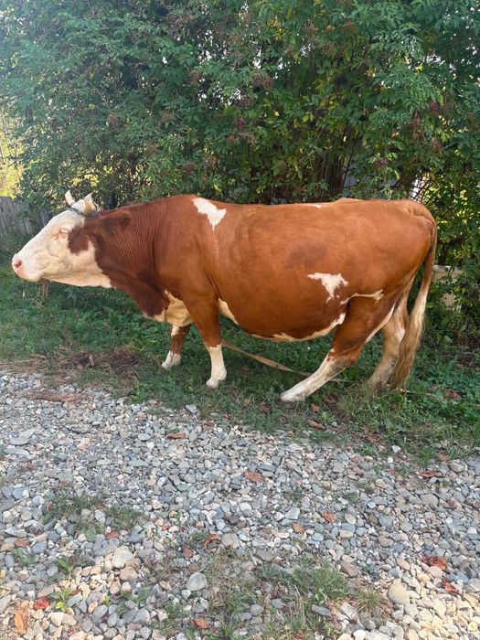 Vaca de vânzare Ocnita ( Jud BN )