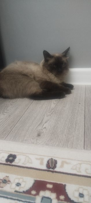 Дамашны кошка 2 жаста