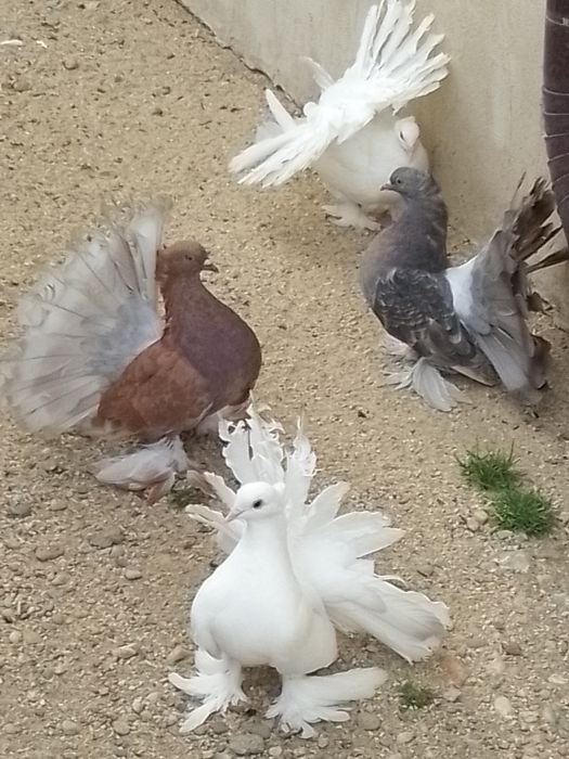 Porumbei voltați indieni