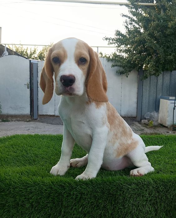 Щенок бигля. Девочка