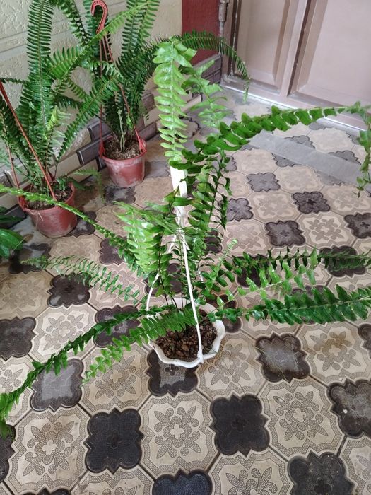 Комнатные цветы, растение, gullar, honaki gul