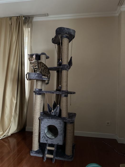 Котик бенгальский бесплатно (только в квартиру)